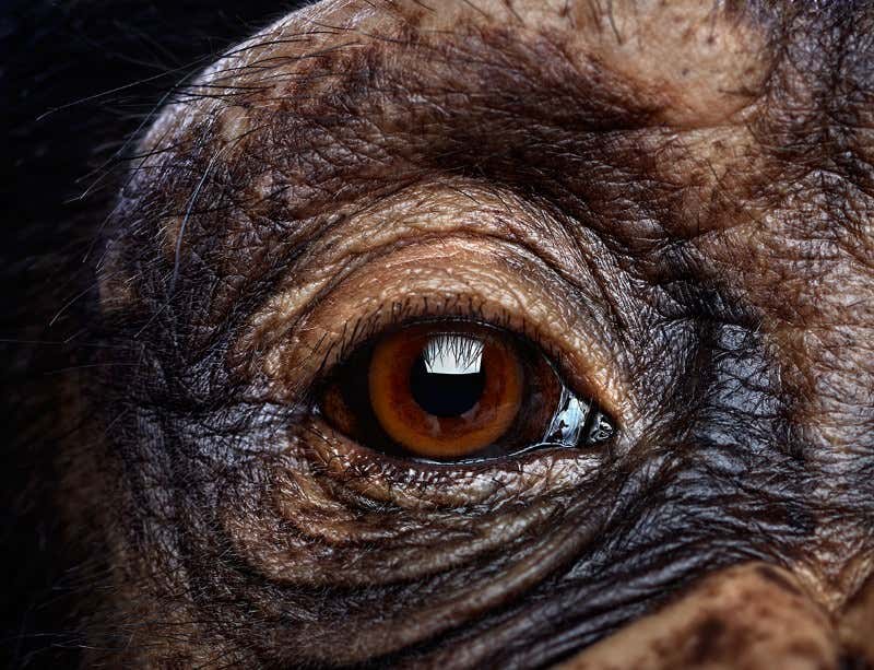 New Scientist. Science news and long reads from expert journalists, covering developments in science, technology, health and the environment on the website and the magazine.