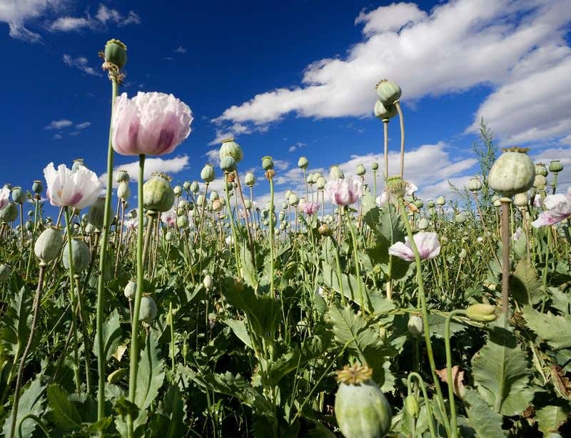 New Scientist. Science news and long reads from expert journalists, covering developments in science, technology, health and the environment on the website and the magazine.