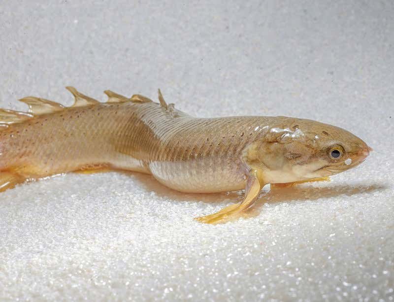 New Scientist. Science news and long reads from expert journalists, covering developments in science, technology, health and the environment on the website and the magazine.