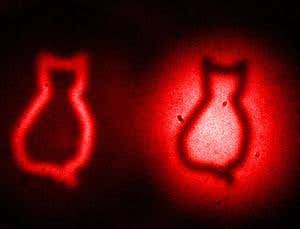 Schrödinger's cat caught on quantum film