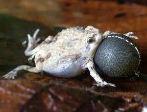 Robot frogs' sexy signals lure hungry bats to attack