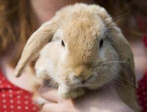 Taming of the bunny rewrote rabbit genome