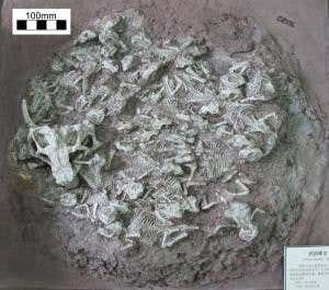 Fossil dinosaur nursery includes babysitter's bones