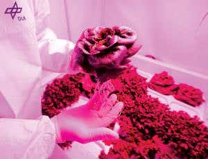 Space salad glows purple in a greenhouse made for Mars