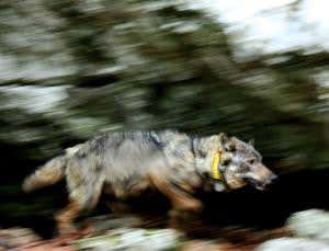 Where the wild things are: Big beasts return to Europe