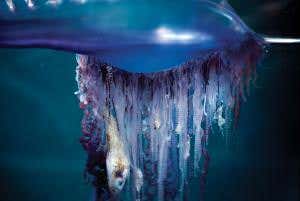 Avast! It's a gas-filled blob with a sting in the tail