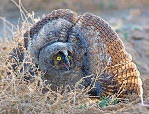 A glorious, comprehensive A to Z of living birds