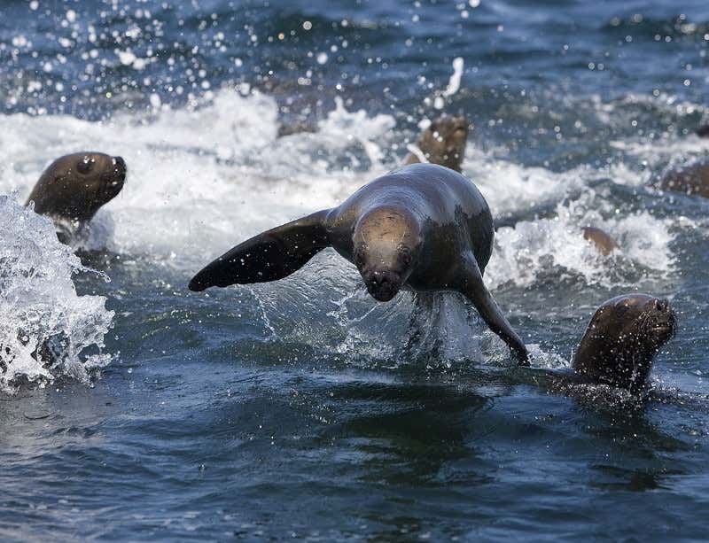 New Scientist. Science news and long reads from expert journalists, covering developments in science, technology, health and the environment on the website and the magazine.