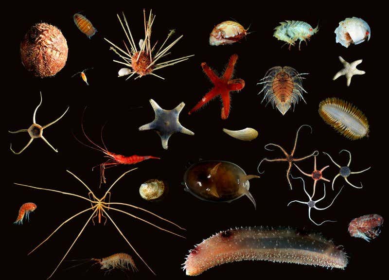 New Scientist. Science news and long reads from expert journalists, covering developments in science, technology, health and the environment on the website and the magazine.