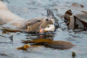 Otter snacking on a puffin wins photography prize