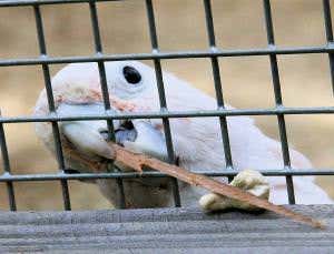 Zoologger: Cockatoos learn to make and use a tool