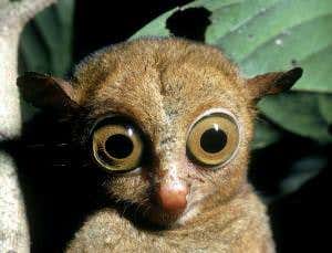 Mammals' reptile ancestors may have hunted at night