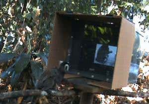 Monkey see, monkey do – marmosets learn from movies