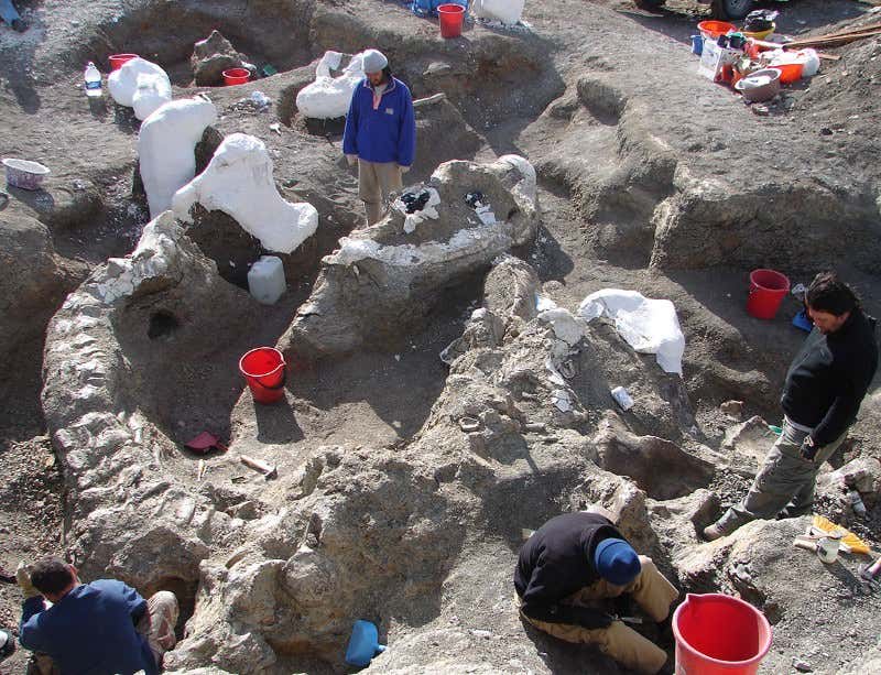 The supermassive fossil was discovered in 2005 in Patagonia
