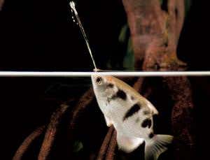 Archerfish spit turbo-powered water jets to catch prey