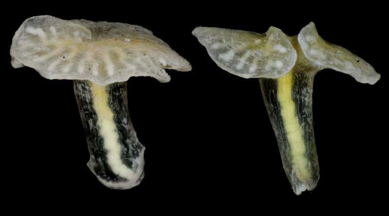 New Scientist. Science news and long reads from expert journalists, covering developments in science, technology, health and the environment on the website and the magazine.