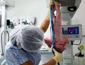 All newborns should be similar size in ideal conditions