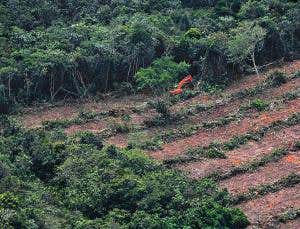 Your shopping comes from illegally deforested land