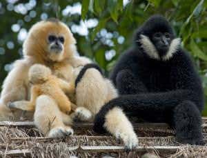 Shattering DNA may have let gibbons evolve new species