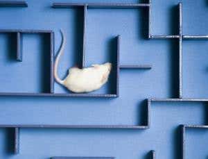Human 'language gene' makes mice smarter