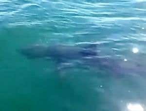 No, Jaws is not lurking off the Cornish coast