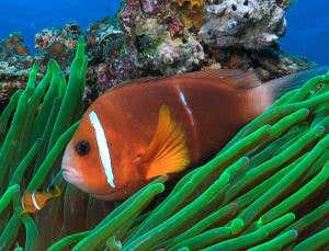 <i>Finding Nemo</i> is real: Clownfish make epic sea journeys