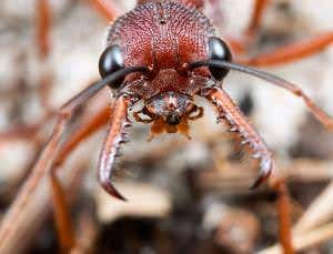 Zoologger: Ants fight dirty in turf war with spiders