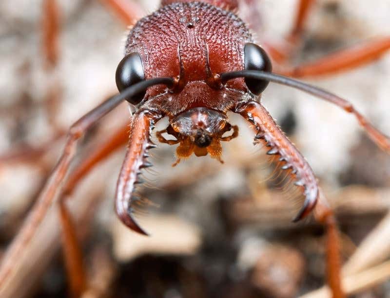 New Scientist. Science news and long reads from expert journalists, covering developments in science, technology, health and the environment on the website and the magazine.