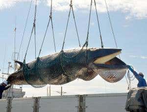 Stricter rules will thwart Japan's whaling attempts