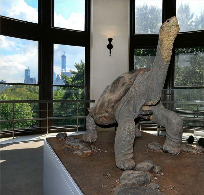 Meet Lonesome George, the face of extinction