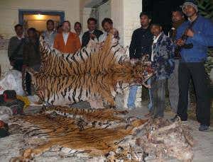 Hotspots in India's tiger-trading network revealed