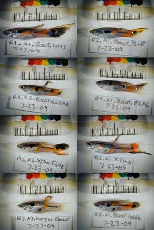 Zoologger: Fickle female guppies fancy fresh faces