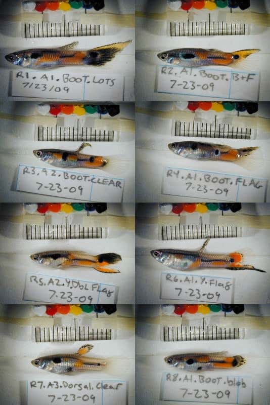 New Scientist. Science news and long reads from expert journalists, covering developments in science, technology, health and the environment on the website and the magazine.