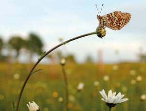Nature and conservation from a perfect point of view