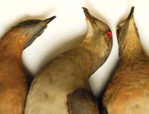 Beautiful but doomed: Demise of the passenger pigeon