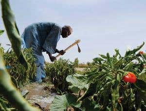 Bill Gates's epic project transforms farming in Africa