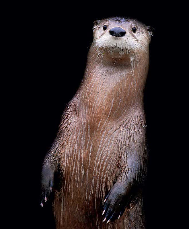 Portraits of the adorable creatures of the night