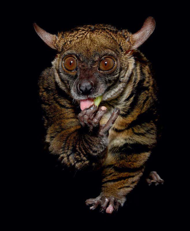 Portraits of the adorable creatures of the night