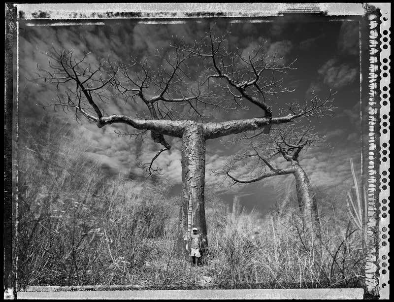 Meet the ancient megatrees of arid lands