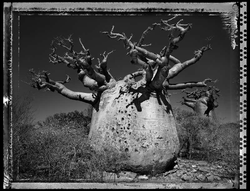 Meet the ancient megatrees of arid lands