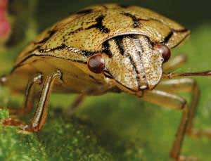 The creepy crawly story of life on Earth