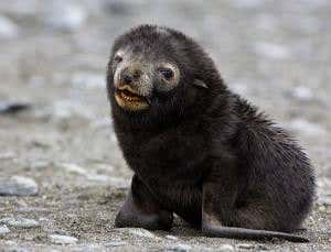 Primal pull of a baby crying reaches across species