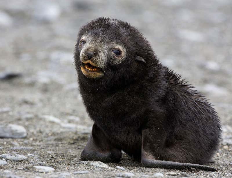 New Scientist. Science news and long reads from expert journalists, covering developments in science, technology, health and the environment on the website and the magazine.