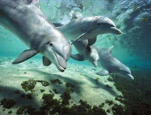 Behind the smile: What dolphins really think