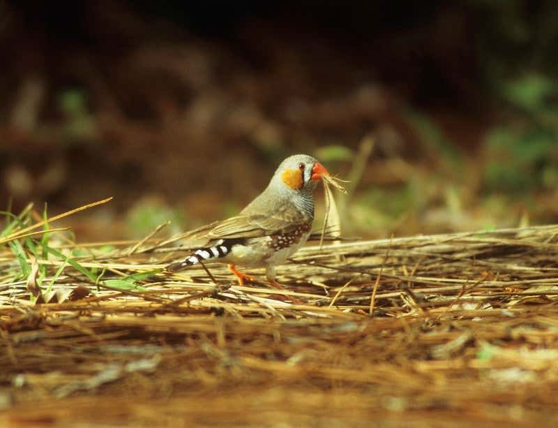 New Scientist. Science news and long reads from expert journalists, covering developments in science, technology, health and the environment on the website and the magazine.
