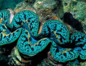 Clever clams and algae show how best to harvest light