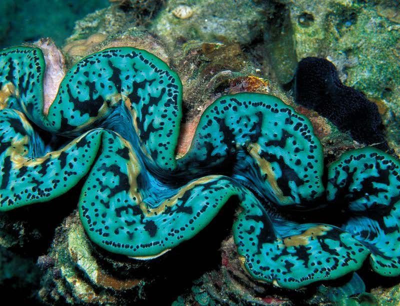 New Scientist. Science news and long reads from expert journalists, covering developments in science, technology, health and the environment on the website and the magazine.