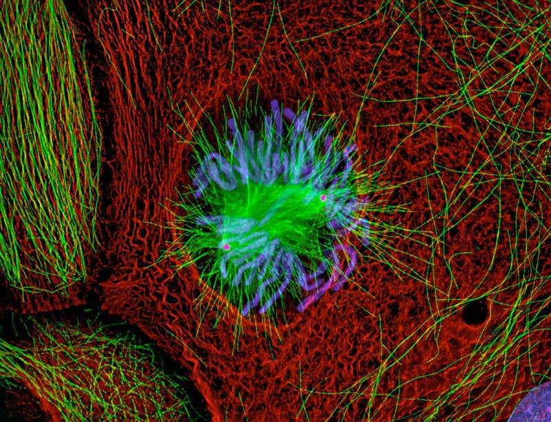 New Scientist. Science news and long reads from expert journalists, covering developments in science, technology, health and the environment on the website and the magazine.