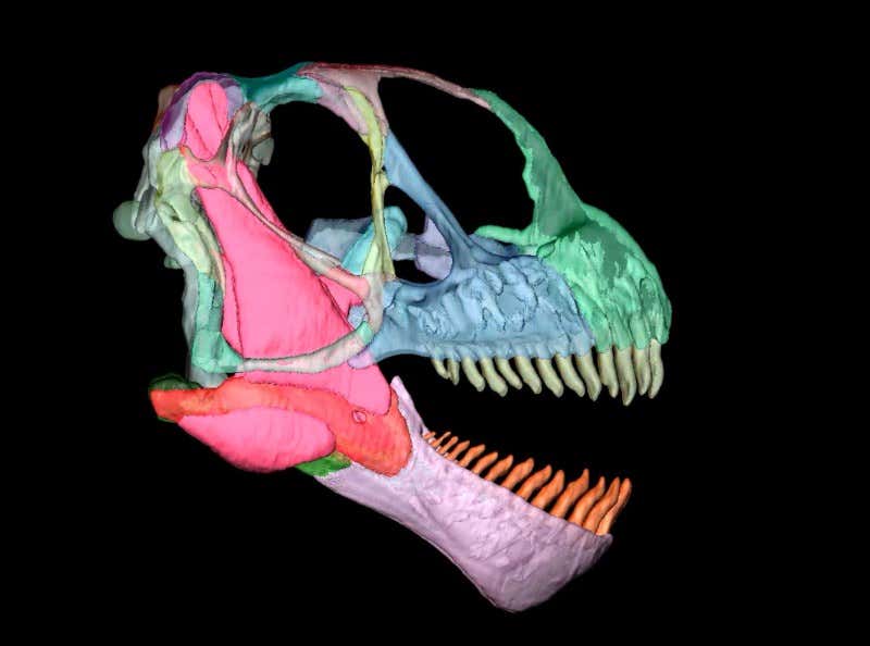 See inside the heads of the biggest dinosaurs ever