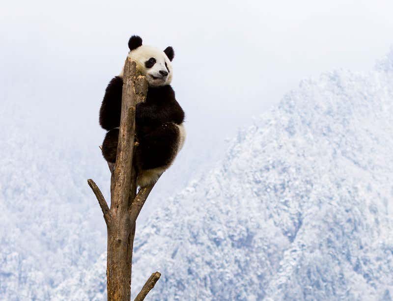 New Scientist. Science news and long reads from expert journalists, covering developments in science, technology, health and the environment on the website and the magazine.